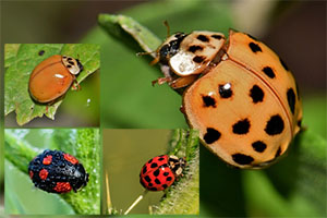 Harlequin ladybird traps